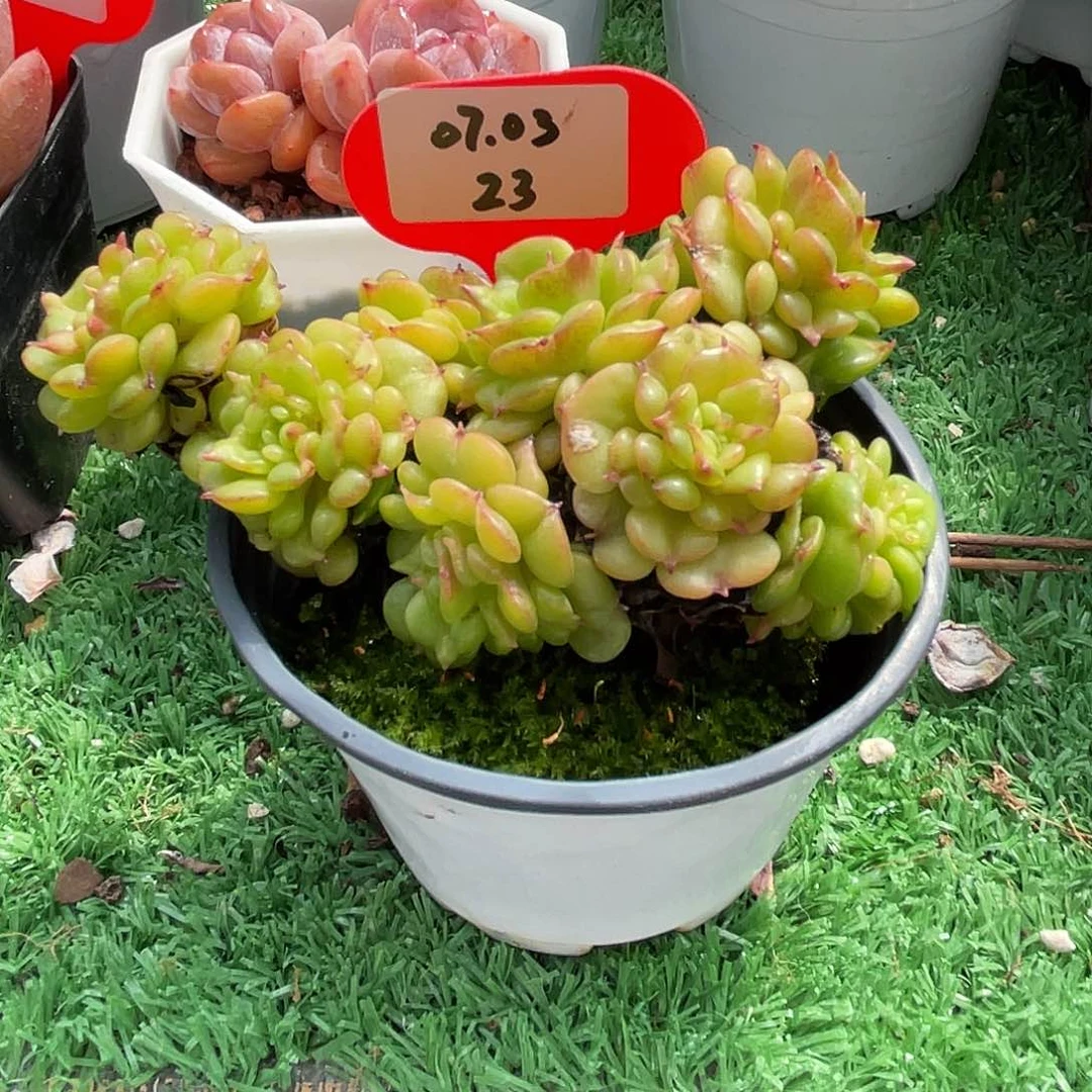 7***e萌肉小筑0703-23蜡牡丹