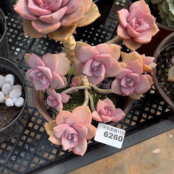 阿雅园艺。     6260彩虹糖