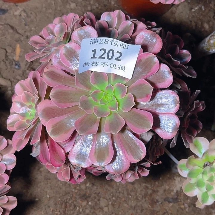 1202美杜莎多肉植物