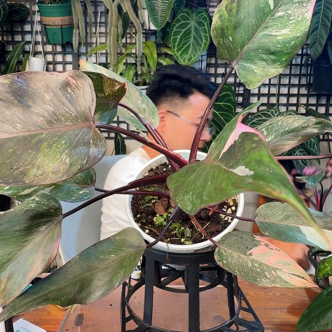 无花朵一物一拍F108