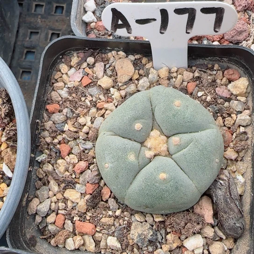 实生草球多肉3.5厘米