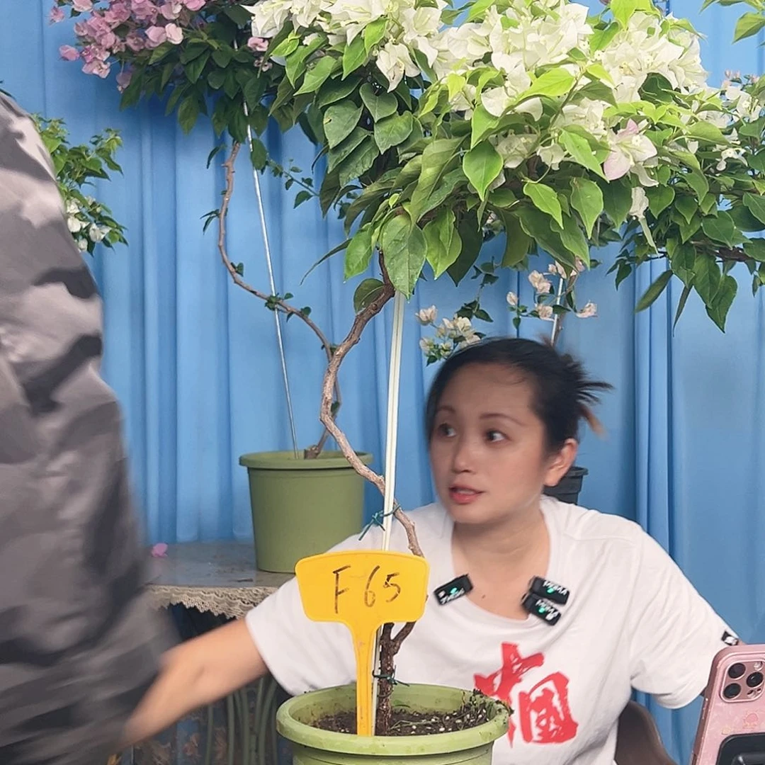 板***面大部分开放少量花苞F65白狐狸