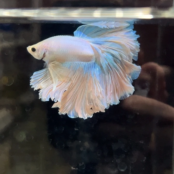 斗鱼23号清缸特价大花瓣