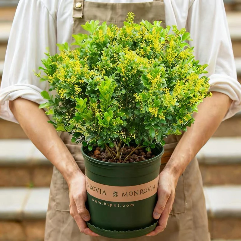 爱种花自产米兰香四季开花养护简单带花盆发货