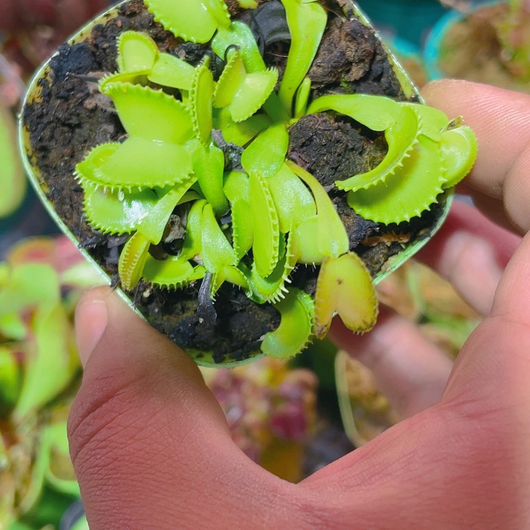和谐捕蝇草食虫植物