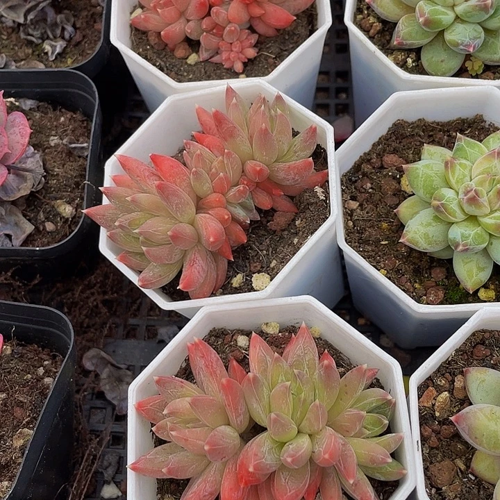 糖抓群带盆土发货