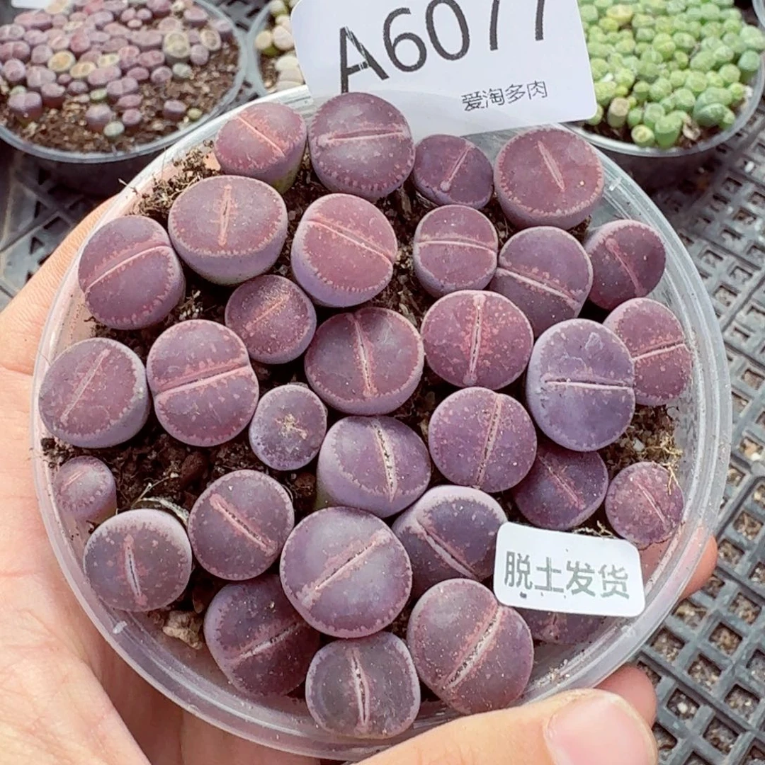 6077—生石花 生石花