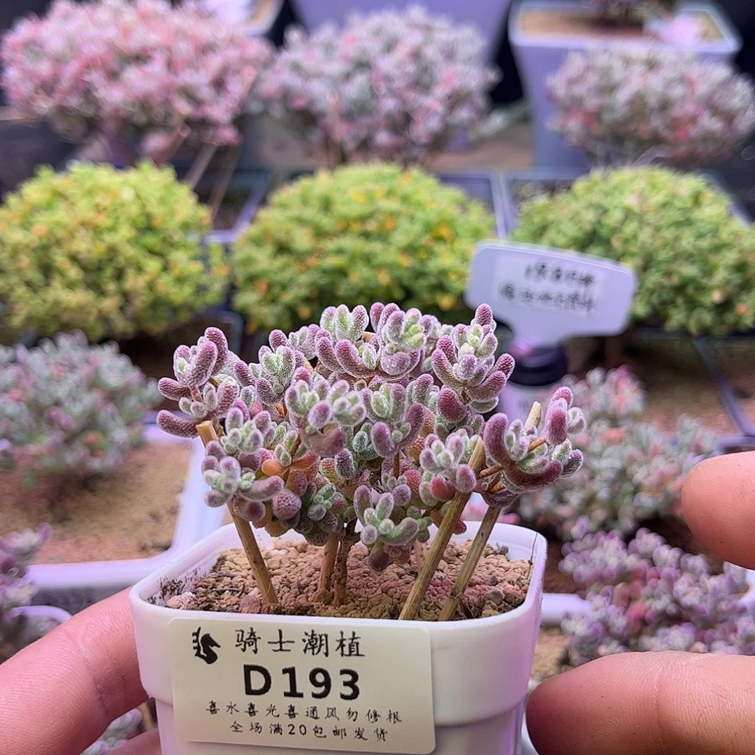 193优选冰晶枝干番杏