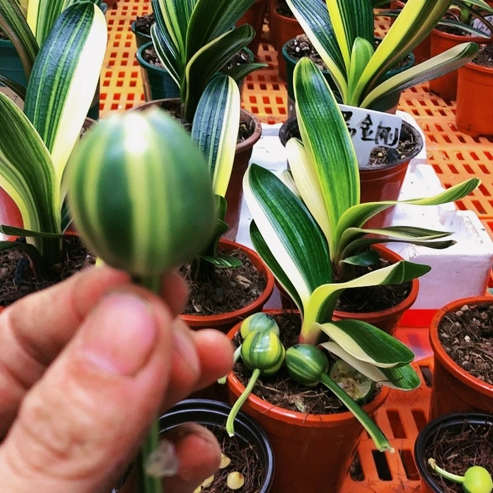 【闪购商品】完全开放雾**花