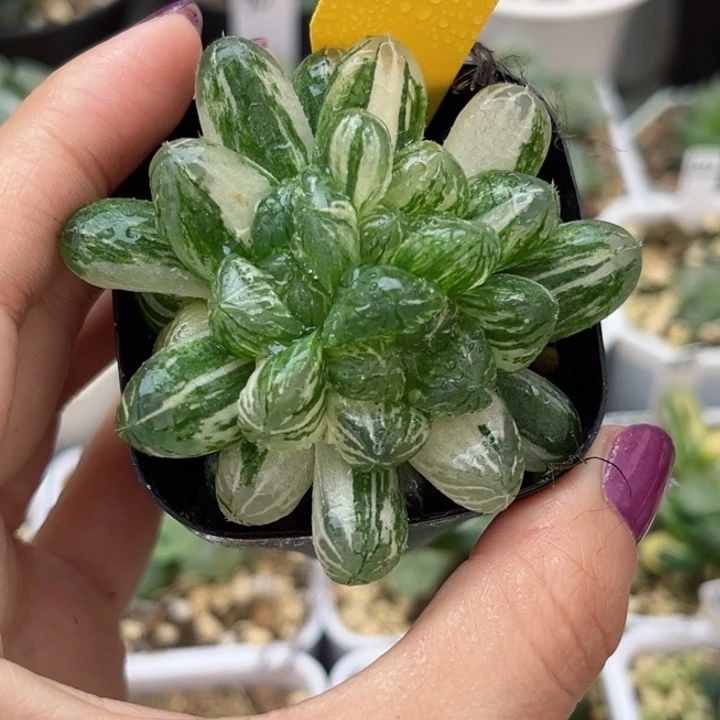 238塑料皮玉露锦哈哈哈哈哈哈