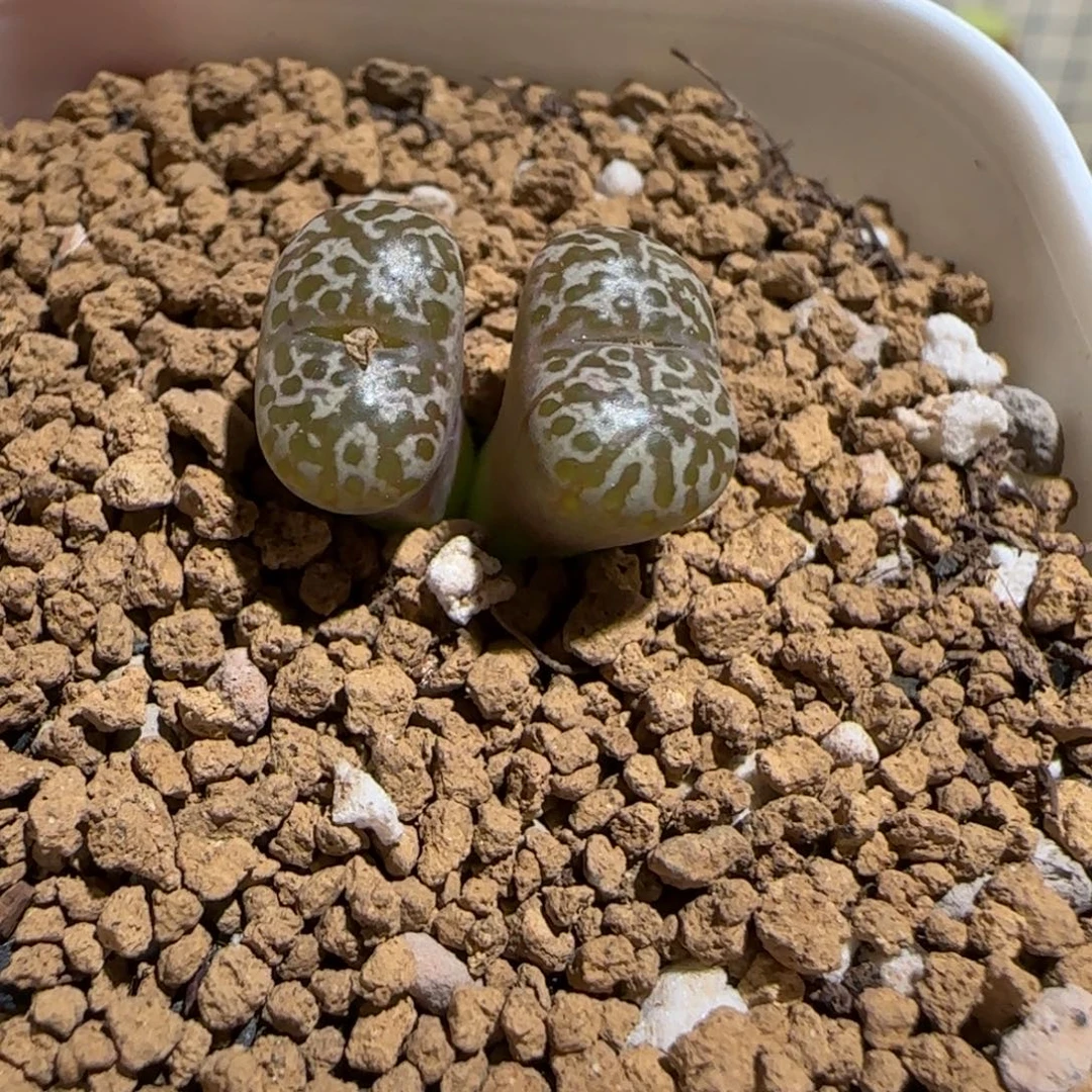 肉锥多肉植物组合-豹纹鸟436