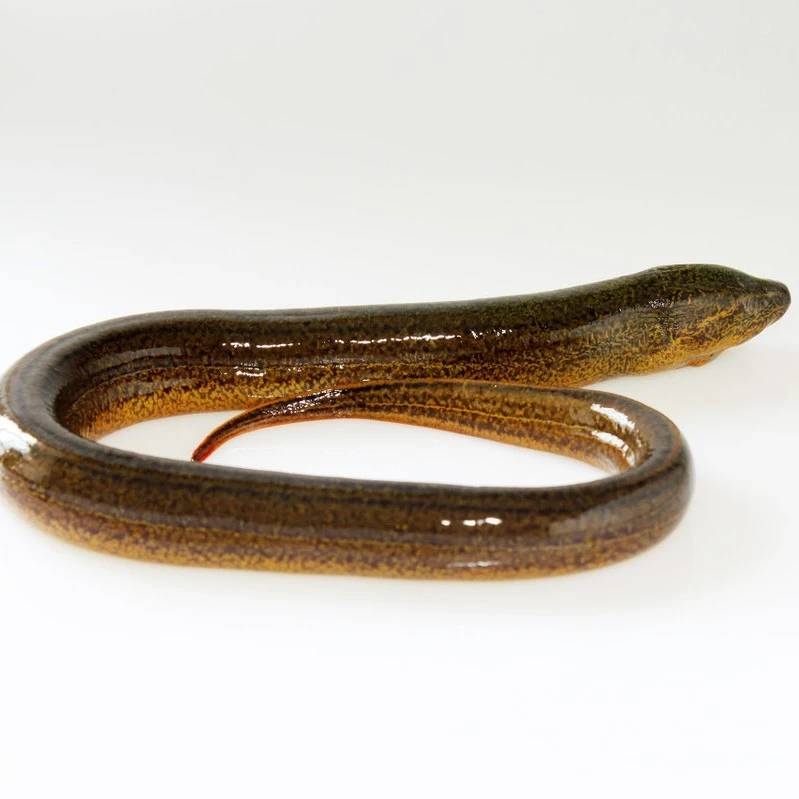 野生黄鳝（1斤起拍  ）