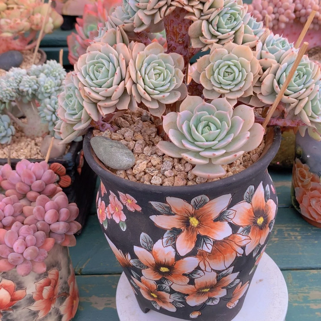 雪域蓝巴黎无砍自然群