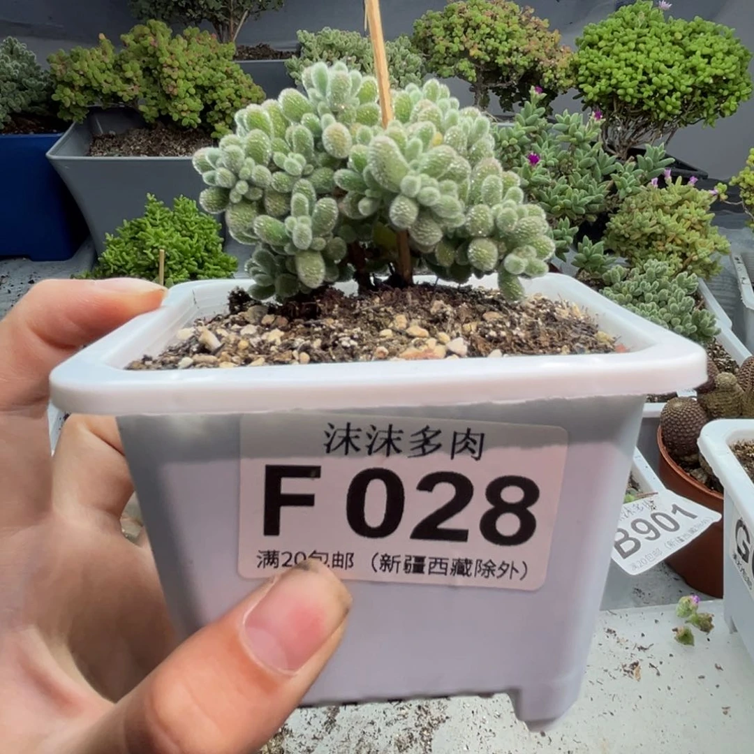 冰钻 023。