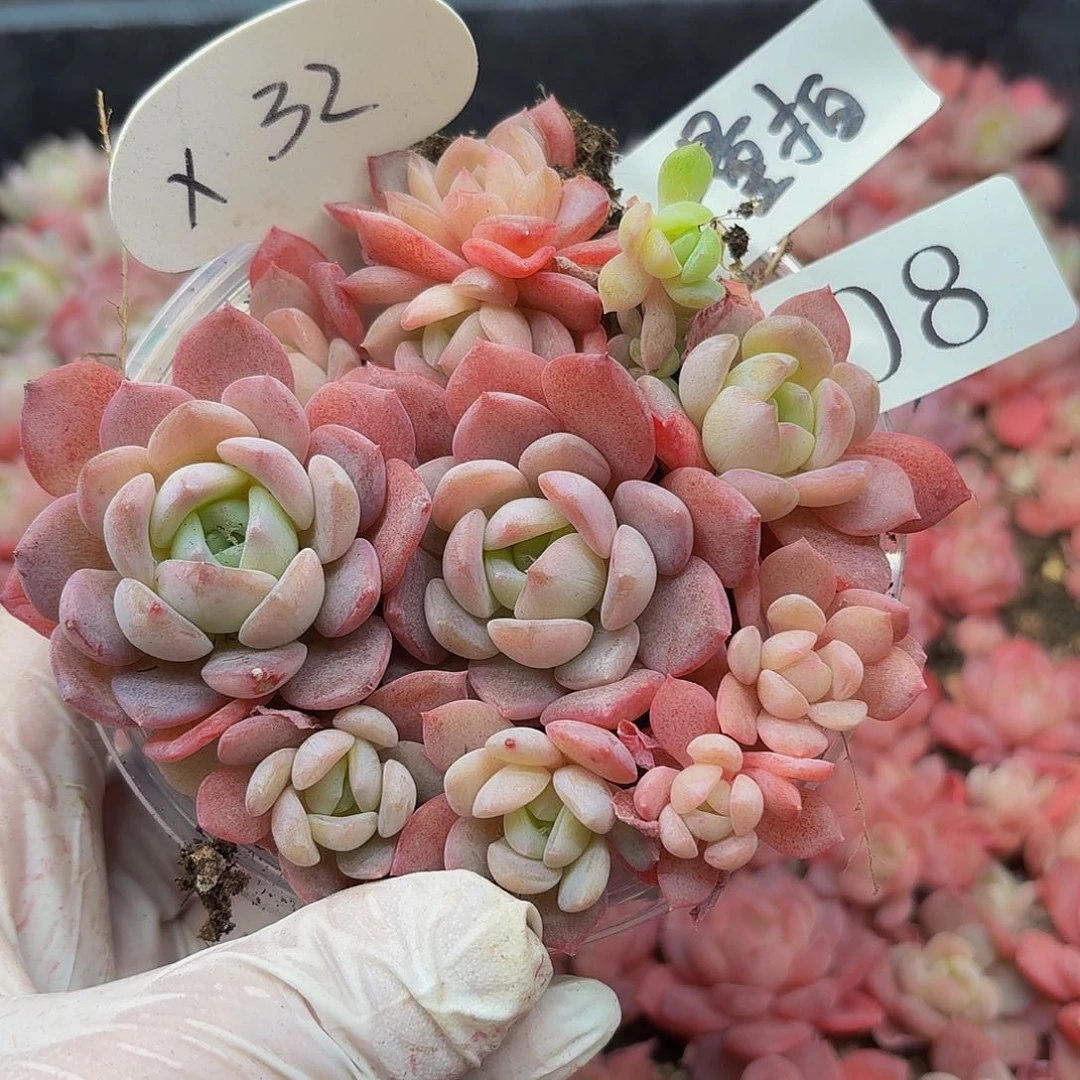 多肉植物多肉植物208量拍