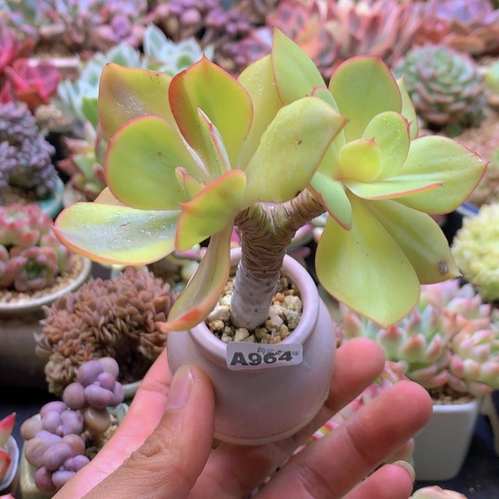 一物一拍含盆土满38包邮A964