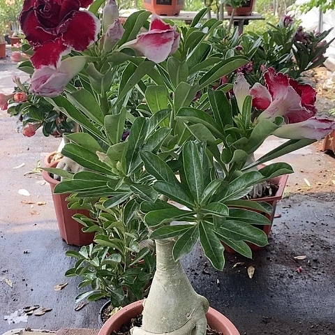 【闪购商品】无花朵一**梦