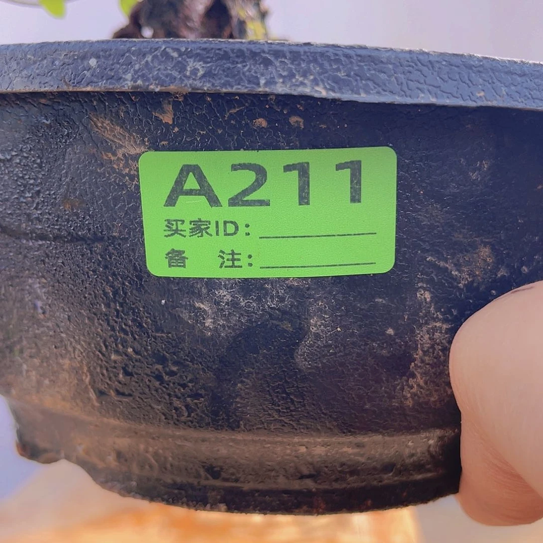 红陶直播时间一直一直