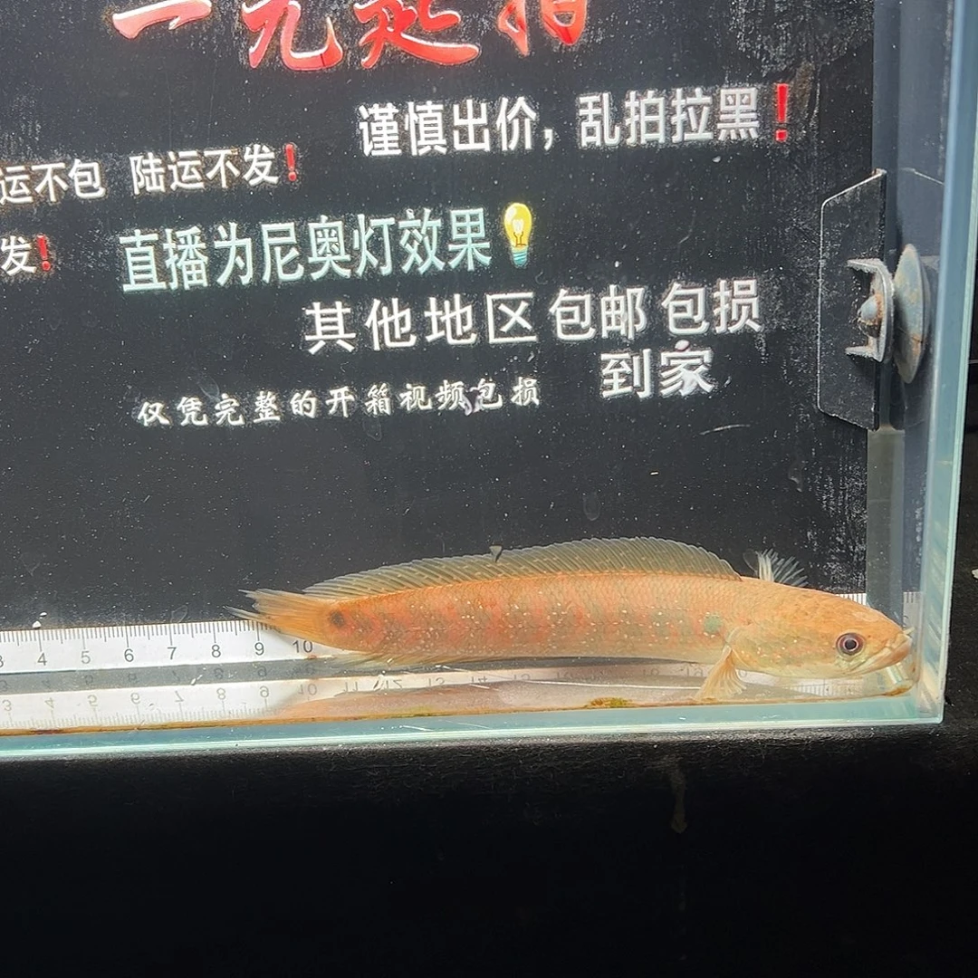 雷龙鱼七星雷龙七星雷龙