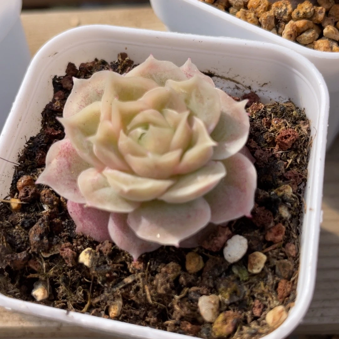 优选水晶虾饺多肉2764