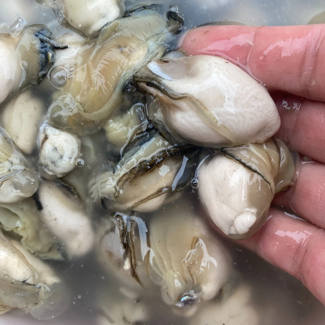 福建晋江金井塘东新鲜海蛎肉质鲜美500克一斤