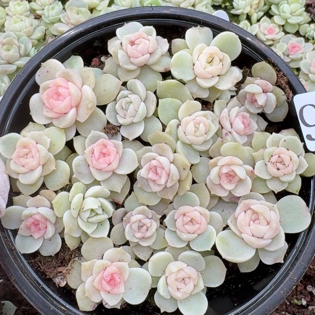 多肉植物多肉植物952