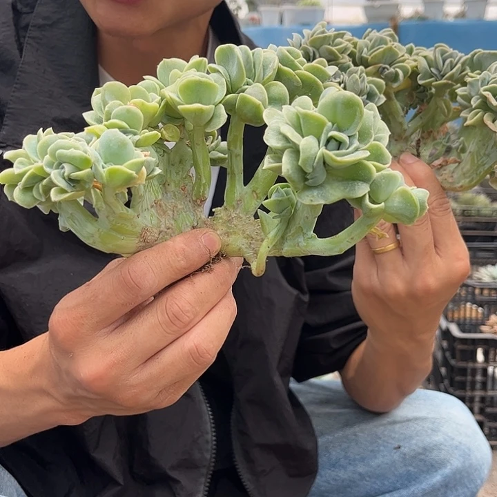 可爱玫瑰0000000000