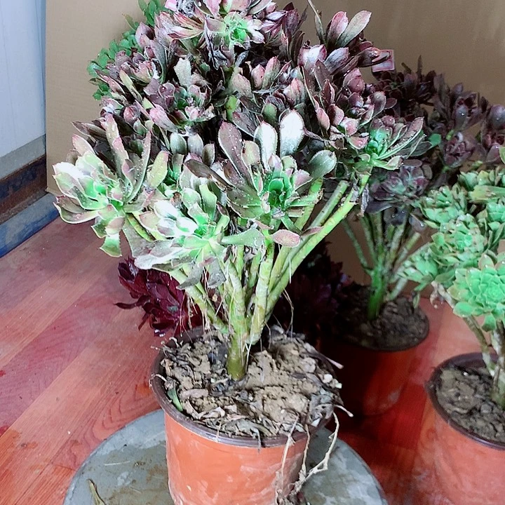 灰法师多肉植物法师7