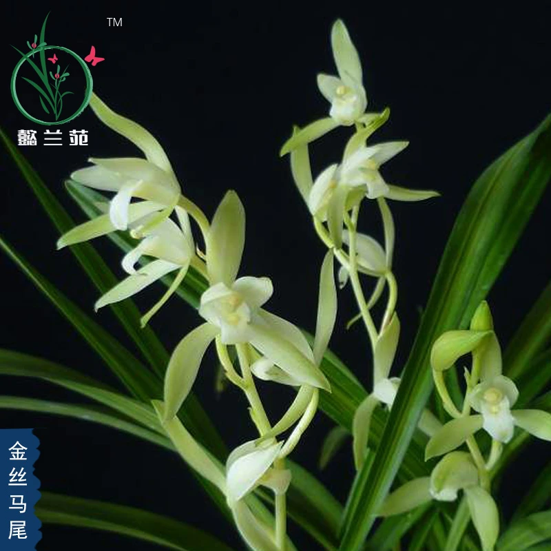 兰花苗四季兰建兰金丝马尾夏秋季开花浓香型花卉室内阳台盆栽植物