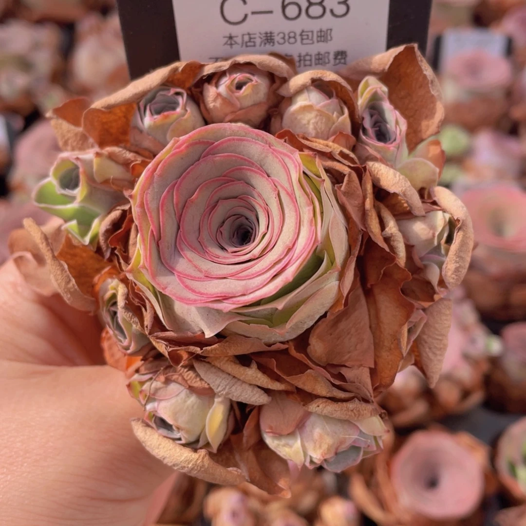 山地玫瑰C683裸根发货断枝不包损不售后