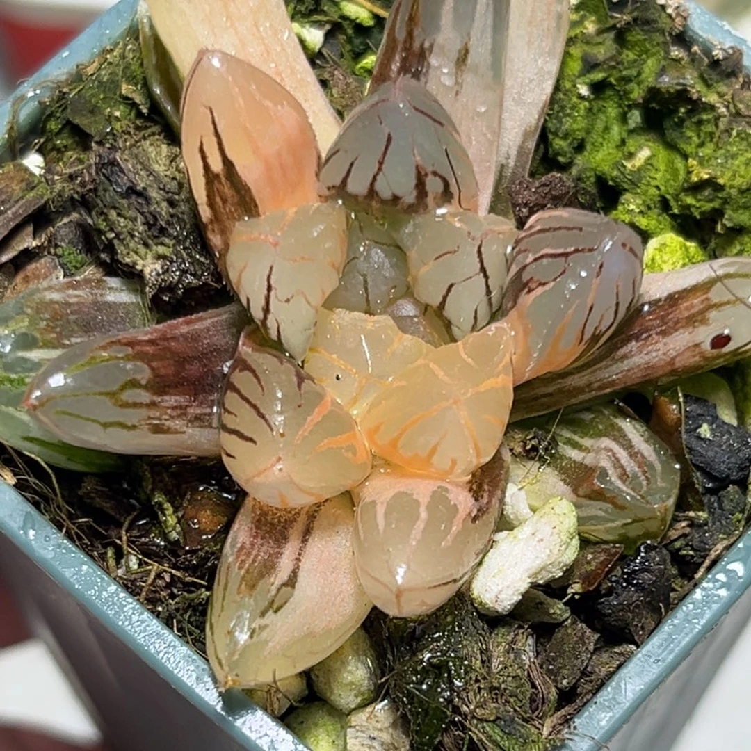 十二卷多肉植物1731红太阳