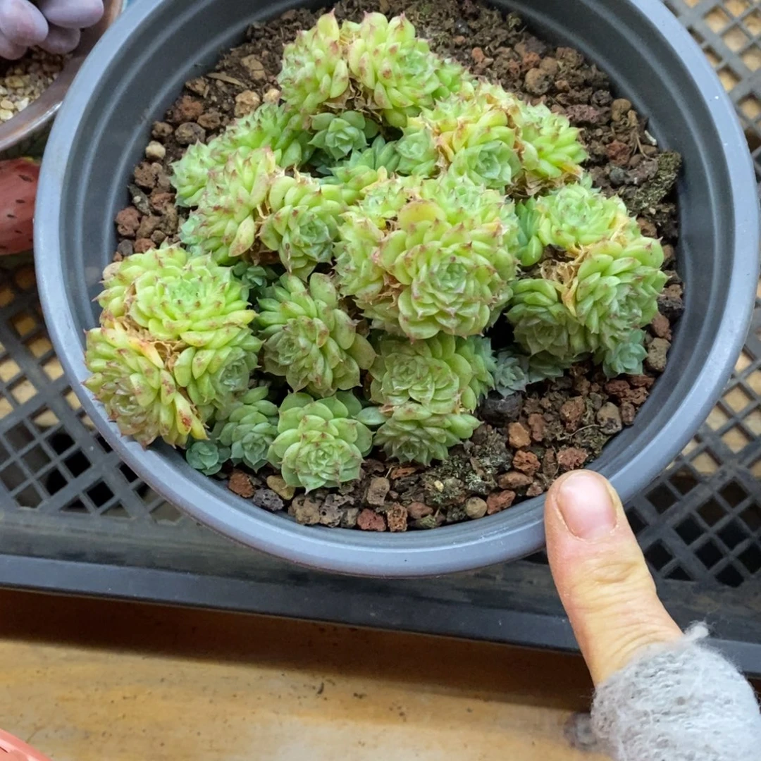 精品多肉一物一拍不包整96