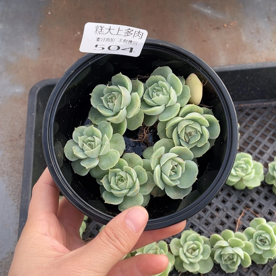 糕大上多肉植物504
