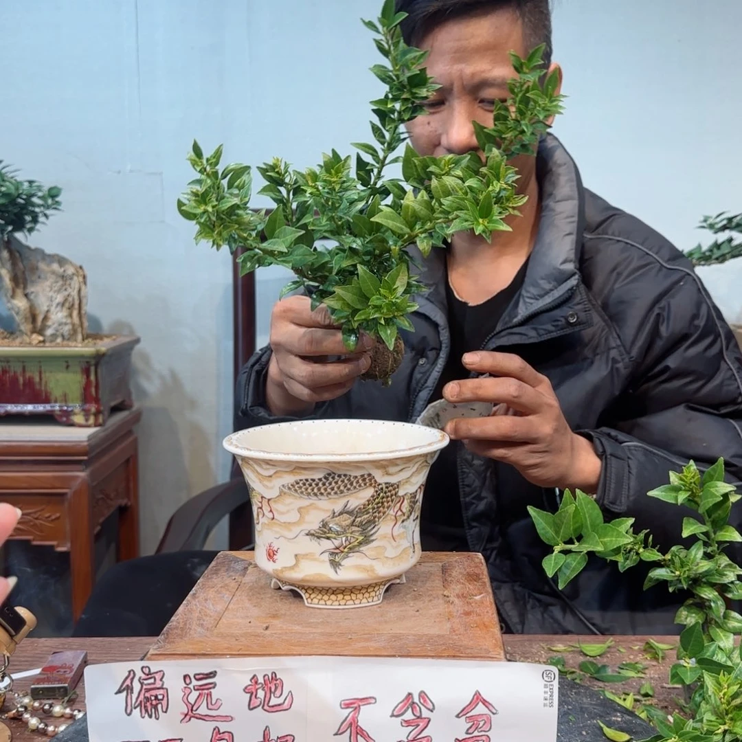 当前无花朵，栽培后可花朵T***§