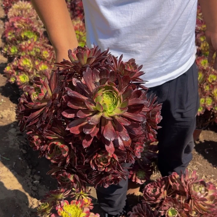 16.8红腹轮一棵包邮