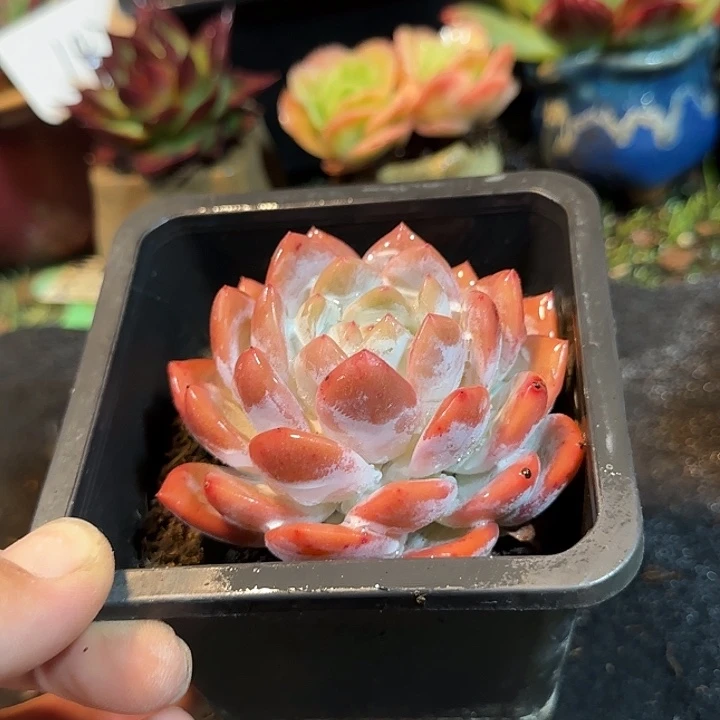 血橙惊鸿一物一拍包装收缩花旱