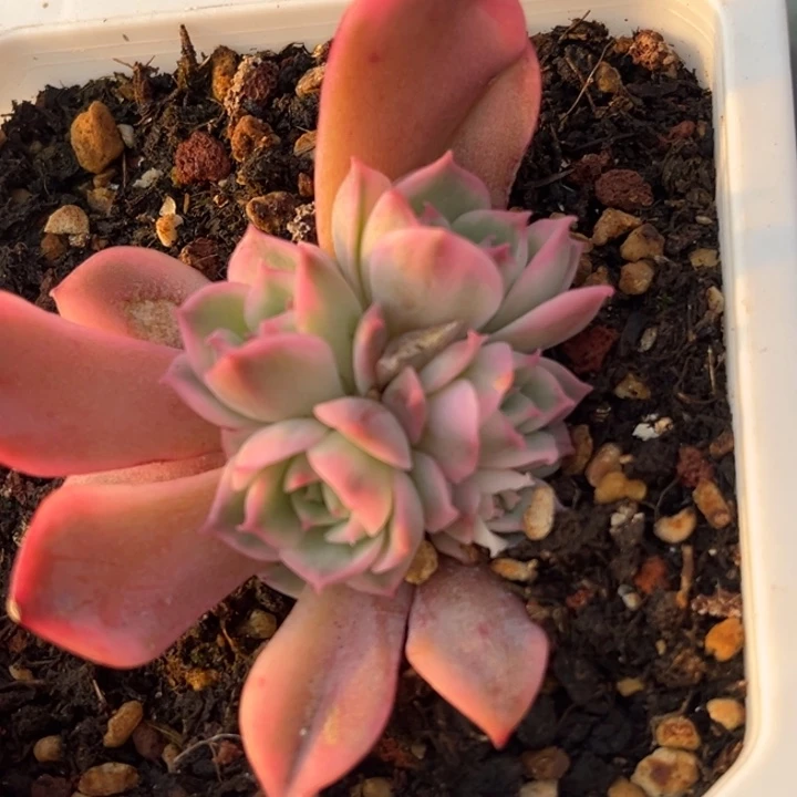 粉水晶锦底座群生