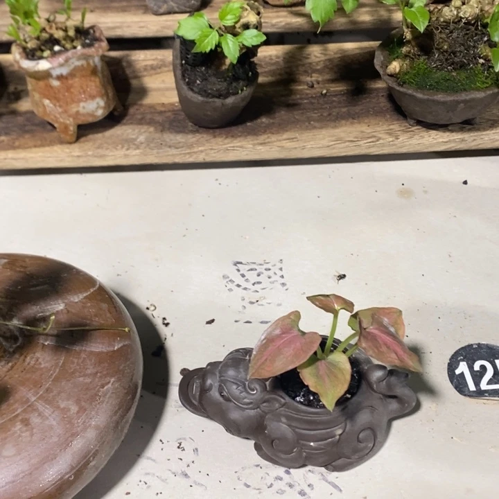 铭***妹无花朵一物一拍167