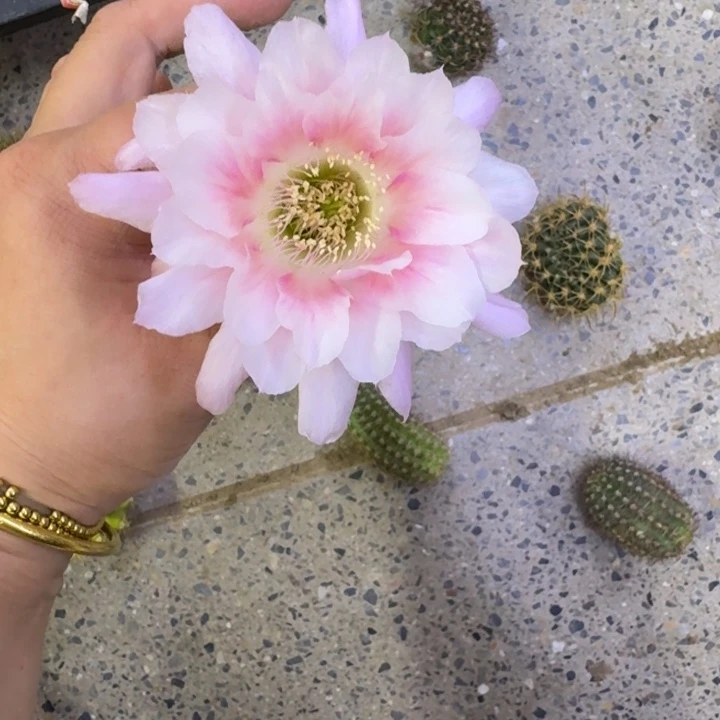 219丽花甜心歪无根侧牙3公分左右，20包邮