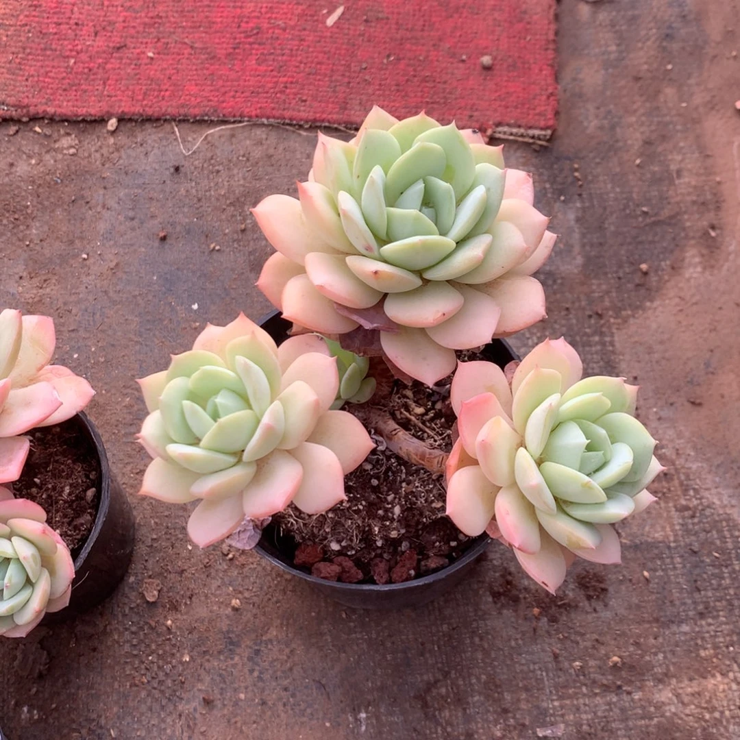 我们就能成为好老师哦