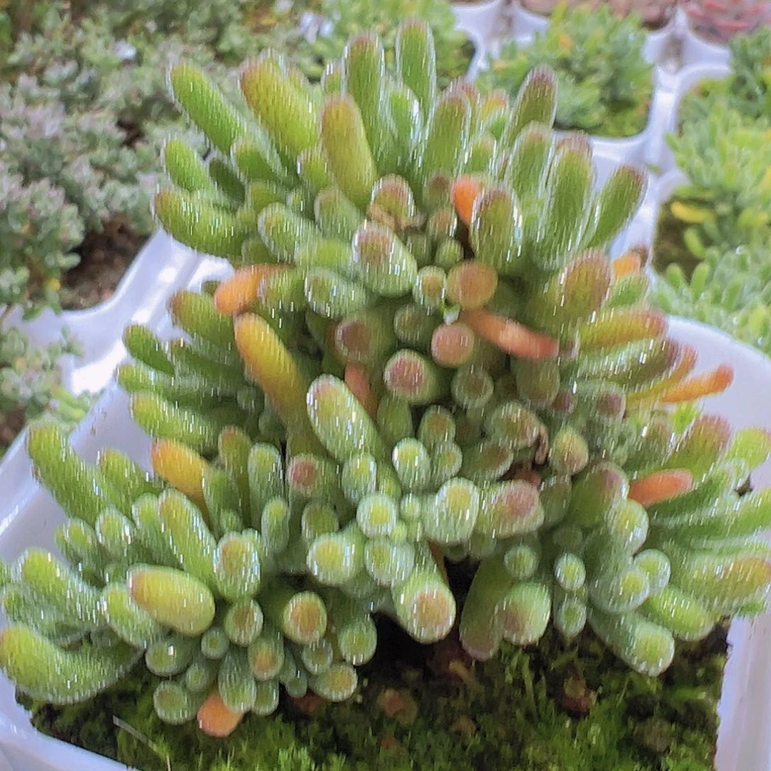 6.5盆荧光兔枝干19包邮