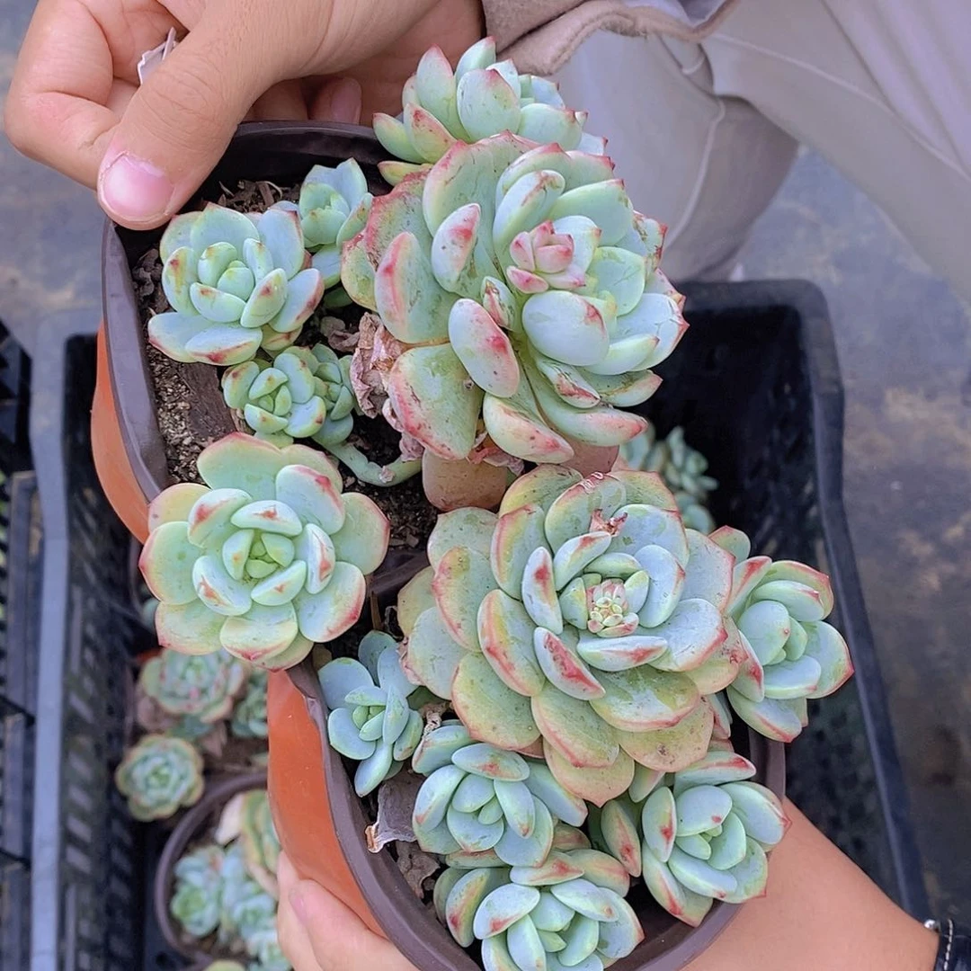 多头群生香草两盆