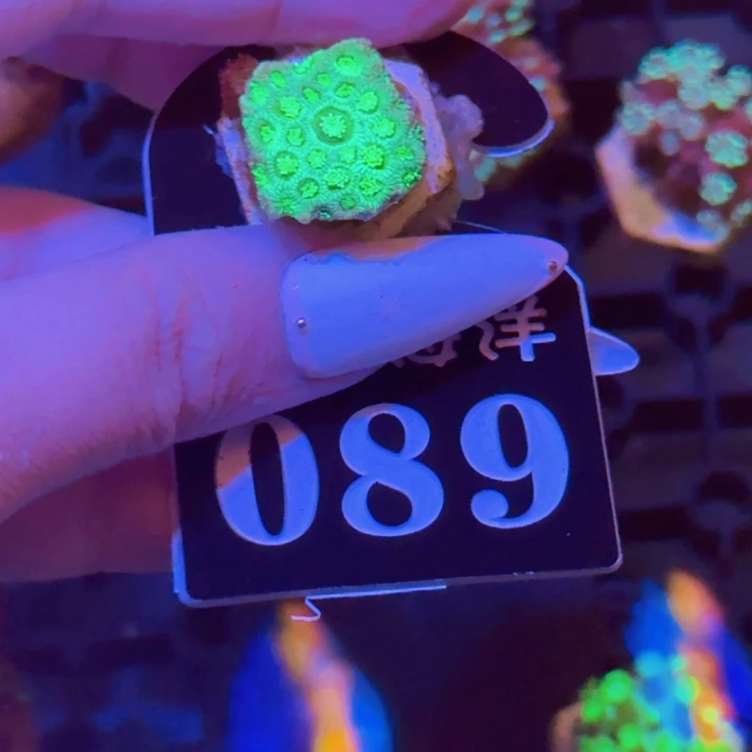 89柠檬绿单胞一盘刘欢拍