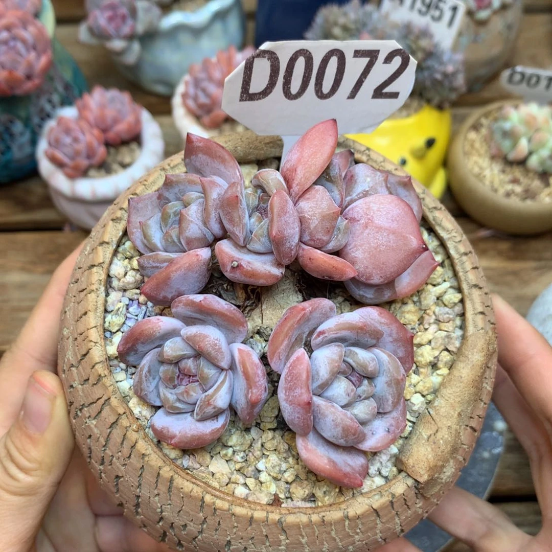 D0072 星影 老桩 福利