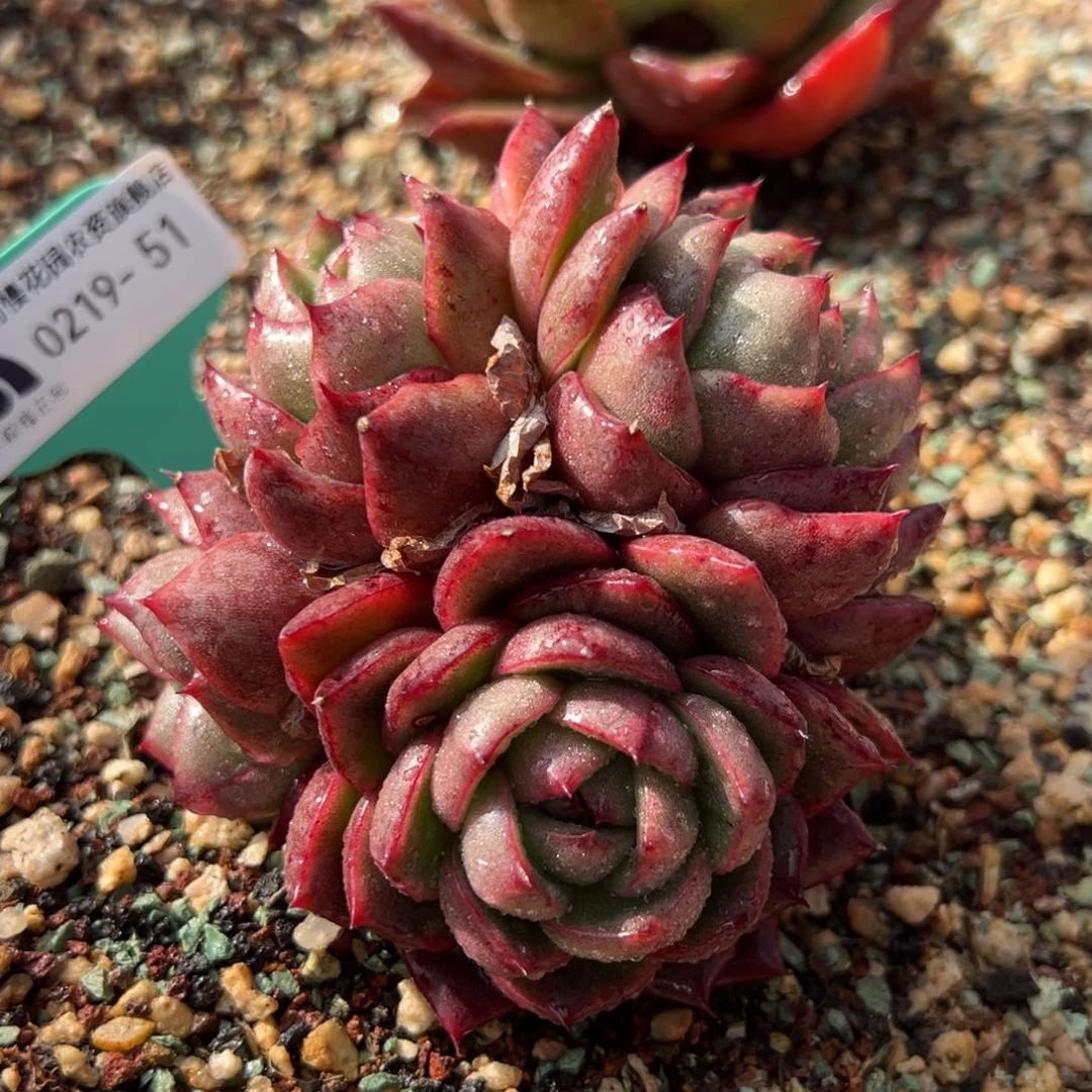 从前慢多肉精选编号0219.51