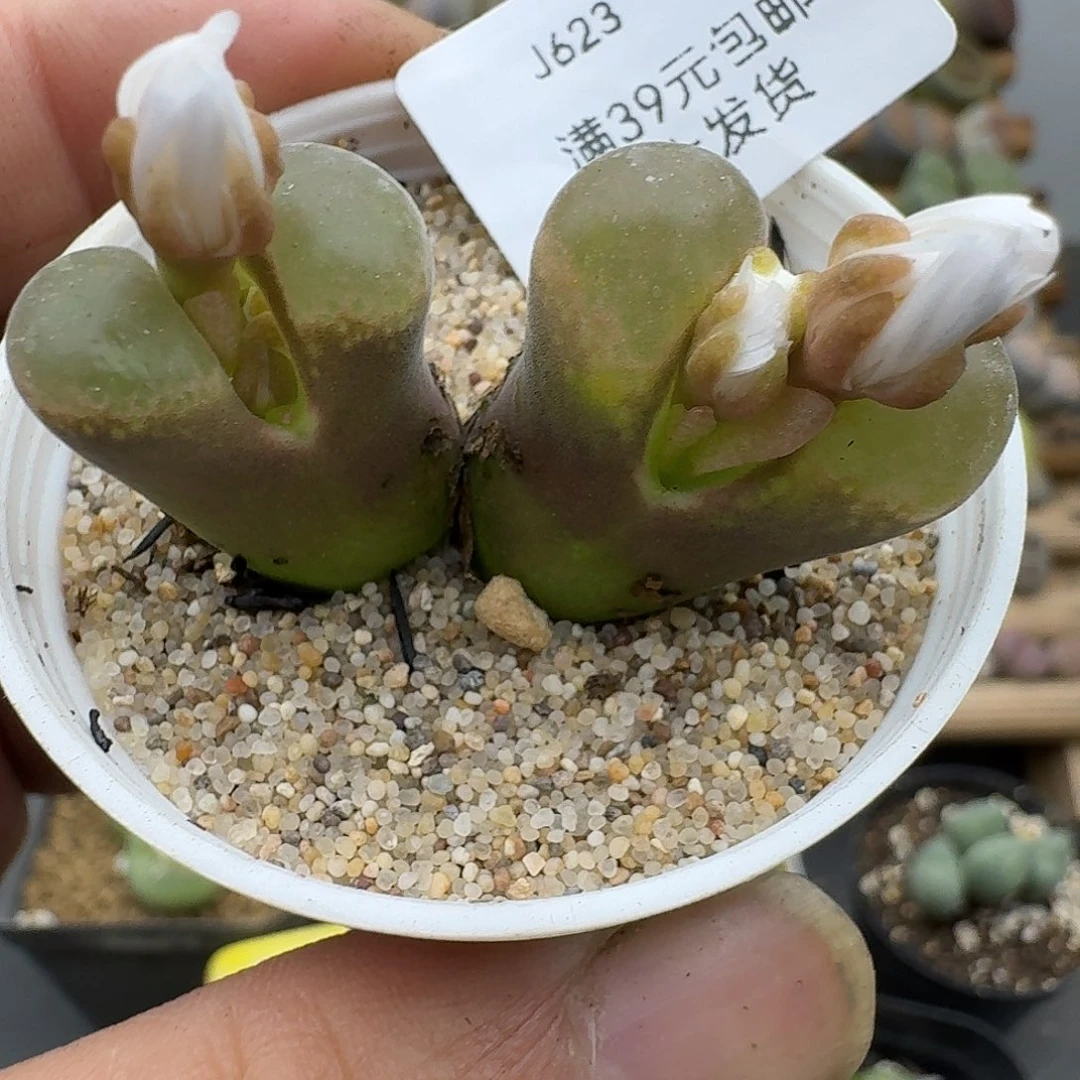 623多肉哈哈哈哈哈哈哈哈