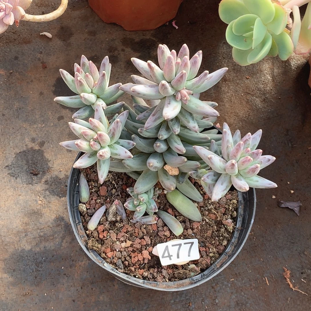 477凤羽 一物一拍多肉