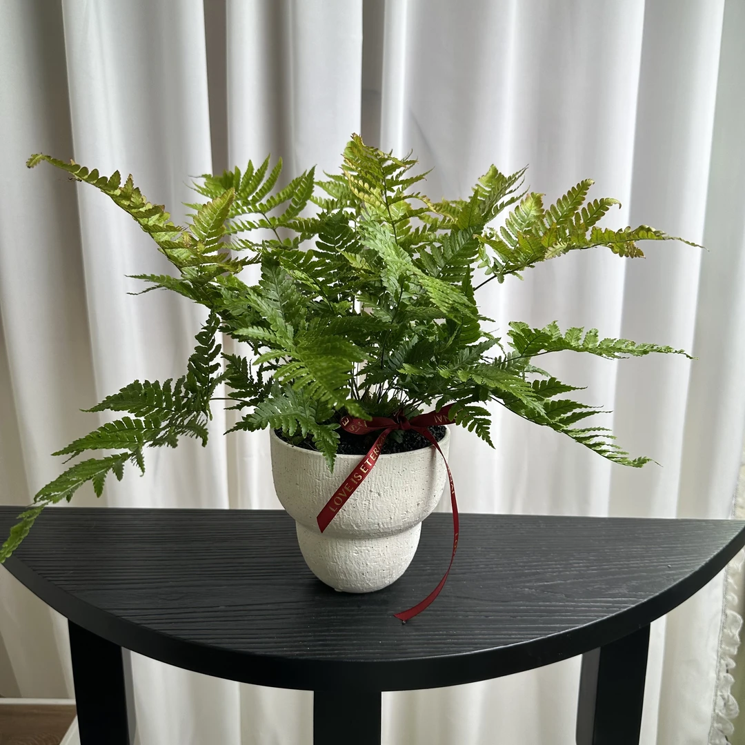 【彩虹蕨】森林系满满 四季多年生露天蕨类植物耐寒花镜植物