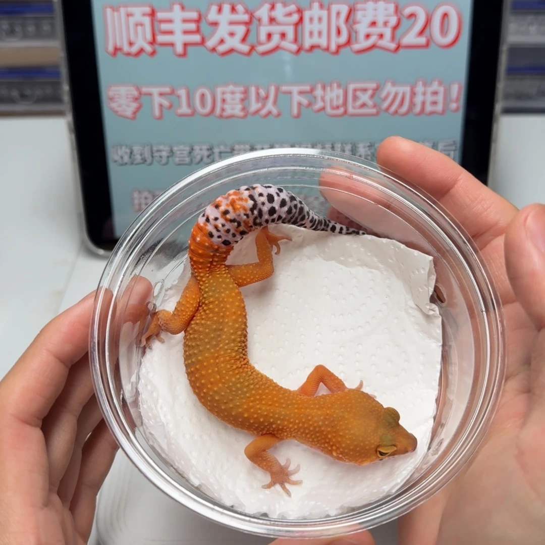 豹纹守宫蜜桔妹妹