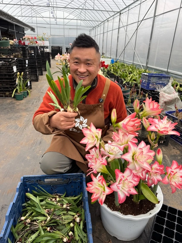 丰哥《小苗花孔雀》1颗重瓣朱顶红种球自然球剪掉叶子发货介意勿拍